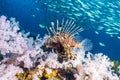 The red lionfish is a venomous coral reef fish in the family Scorpaenidae, order Scorpaeniformes. It is mainly native to the Indo- Royalty Free Stock Photo