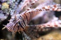 Red lionfish, a venomous coral reef fish Royalty Free Stock Photo