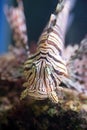 Red lionfish, a venomous coral reef fish Royalty Free Stock Photo