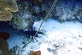 Red Lionfish is a venomous reef fish Royalty Free Stock Photo