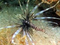 Red Lionfish is a venomous reef fish Royalty Free Stock Photo