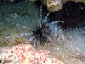 Red Lionfish is a venomous reef fish Royalty Free Stock Photo