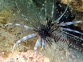 Red Lionfish is a venomous reef fish Royalty Free Stock Photo