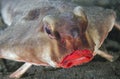 Red lipped Batfish, Galapagos