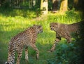 Red list animal - cheetah or cheeta, fastest land animal, large Royalty Free Stock Photo