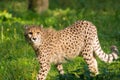 Red list animal - cheetah or cheeta, fastest land animal, large Royalty Free Stock Photo