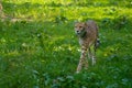 Red list animal - cheetah or cheeta, fastest land animal, large Royalty Free Stock Photo