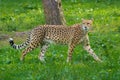 Red list animal - cheetah or cheeta, fastest land animal, large Royalty Free Stock Photo