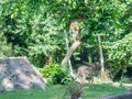 Cheetah or cheeta, fastest land animal, large felid of the subfamily Felinae walking on the grass Royalty Free Stock Photo