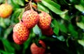 Red litchi fruits at tree Royalty Free Stock Photo