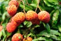 Red litchi fruits at tree Royalty Free Stock Photo