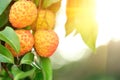 Red litchi fruits at tree Royalty Free Stock Photo