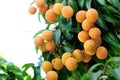 Red litchi fruits at tree Royalty Free Stock Photo