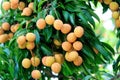 Red litchi fruits at tree Royalty Free Stock Photo