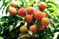 Red litchi fruits at tree Royalty Free Stock Photo