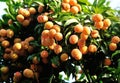 Red litchi fruits at tree Royalty Free Stock Photo