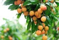 Red litchi fruits at tree Royalty Free Stock Photo