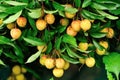 Red litchi fruits at tree Royalty Free Stock Photo