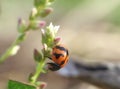 Red little beetles in the wild