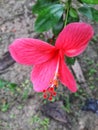 A red little China rose in the Sunny morning in autumn. Royalty Free Stock Photo