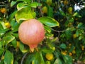 Red little delicious pomegranate on tree