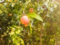 Red little delicious pomegranate on tree