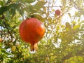 Red little delicious pomegranate on tree with sun rays