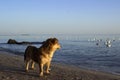 Red little dog stands in the sand against the background of the sea and the sunset sky. The pet is looking at the floating gulls Royalty Free Stock Photo