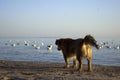 Red little dog stands in the sand against the background of the sea and the sunset sky. The pet is looking at the floating gulls Royalty Free Stock Photo