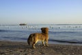 Red little dog stands in the sand against the background of the sea and the sunset sky. The pet is looking at the floating gulls Royalty Free Stock Photo