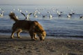 A red little dog stands in the sand and sniffs a feather against the backdrop of the sea and the sunset sky. Pet and floating Royalty Free Stock Photo