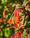 red little flowers Royalty Free Stock Photo