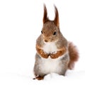 Red little funny squirrel on snow background