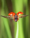 Red little ladybird flying away from fresh green grass Royalty Free Stock Photo