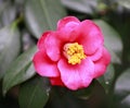 Red little Rosa aurora,rose bengal camellia, japonica in full bloom with green leaf Royalty Free Stock Photo