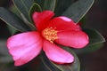 Red little Rosa aurora,rose bengal camellia, japonica in full bloom with green leaf Royalty Free Stock Photo