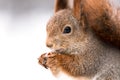 Red little squirrel eats nut in winter, extremely closeup