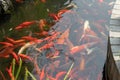 Red live carps. Beautiful fish swim in the water.