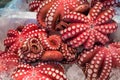 Red live octopus at Tsukiji fish market, Tokyo, Japan