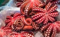 Red live octopus at Tsukiji fish market, Tokyo, Japan Royalty Free Stock Photo