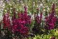 Red Lobelia speciosa flowers Royalty Free Stock Photo