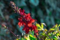 Red lobelia `Speciosa Starship` flower