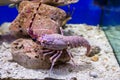 Red lobster in an aquarium Royalty Free Stock Photo