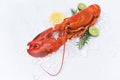 Red lobster dinner seafood with herb spices lemon rosemary on ice in the restaurant gourmet food healthy boiled lobster cooked, Royalty Free Stock Photo