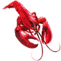 Red lobster isolated, single, cooked, seafood, watercolor illustration on white Royalty Free Stock Photo