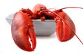 Red lobster isolated on white background