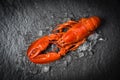 Red lobster seafood shrimp with ice on dark backgroud top view Royalty Free Stock Photo