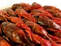 Red lobsters isolated