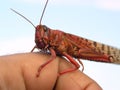Red Locust Royalty Free Stock Photo