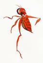 Red locust hand-drawn in sumi-e style Royalty Free Stock Photo